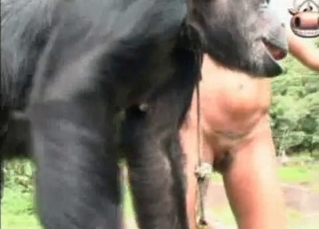 Trained monkey in the filthy bestiality