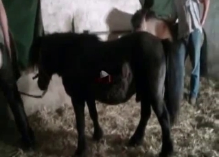 Pony impaled leggy girl from behind