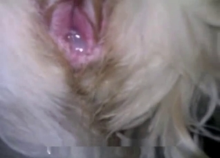 Doggy asshole full of my cum looks so good