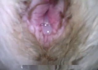 Doggy asshole full of my cum looks so good