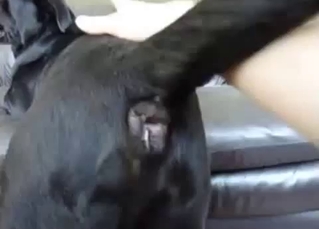 Stimulating tight asshole of my sexy dog