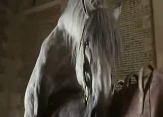 Grey horse bangs his girlfriend from behind