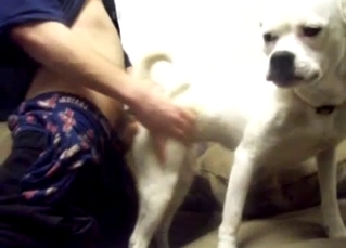 White doggy is enjoying doggy style banging