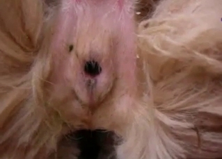 My hard boner is disappearing in doggy anus