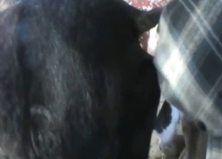 Fucking my lovely horse with a big sex toy
