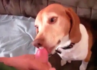Large boner for this handsome doggie