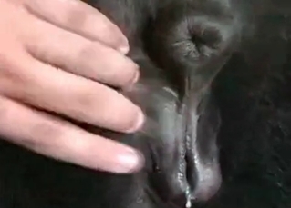 Doggy cums a very massive load of semen