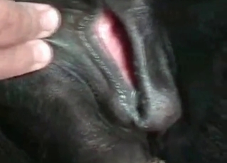 Doggy cums a very massive load of semen