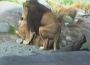 Perfect lion fucked his hot gf in the doggy style