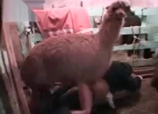 Kinky sex-fest in the barn