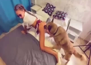 A sensual girl is sucking a dog penis with pleasure