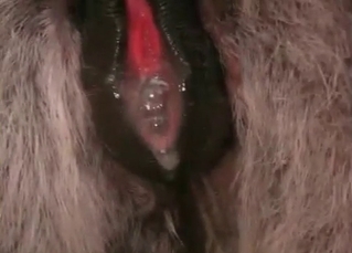 Hardcore sex with an awesome stallion