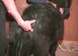 Farmer pounds his stallion from behind