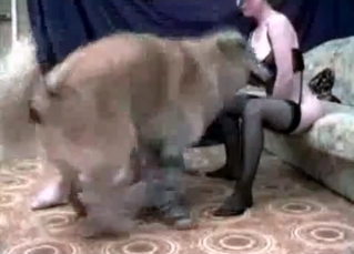 Hound in the nasty bedroom bestiality