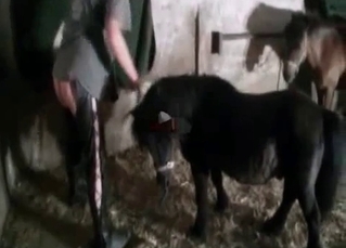 Pony impaled leggy girl from behind
