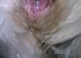 Doggy asshole full of my cum looks so good