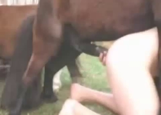 Doggy style bestiality farm sex with pony
