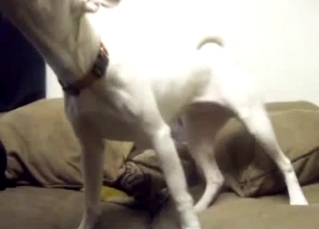 White doggy is enjoying doggy style banging