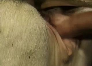 Farm animal got nicely drilled from behind