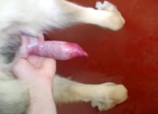 Watch how doggy is cumming a nice cumshot