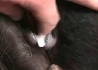 Doggy cums a very massive load of semen