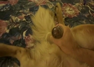This horny doggo is enjoying condom free fucking