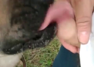 Jerking his tiny boner (zoo sex with a twist)