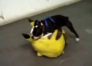 Small dog humping Pikachu
