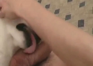 Dog sucking/licking a big fat cock