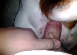 Close-up action with a horny dog