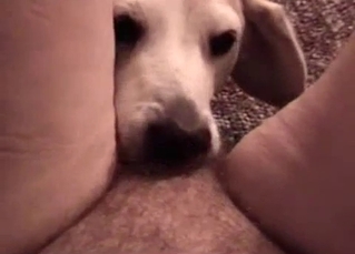 Female POV bestiality with a canine pussy licker