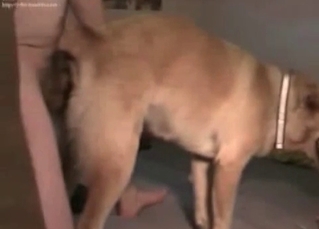 Dude wants to assault his doggo