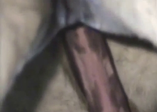 Sensual horse shows it's the huge dick in the old barn