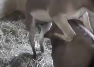 Sensual horse shows it's the huge dick in the old barn