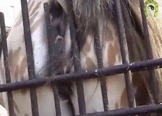 Tight horse asshole looks absolutely gorgeous
