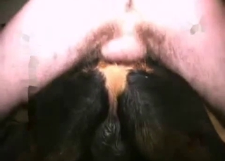 Sticking my hard penis in the tight anus of a nice dog