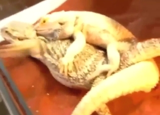 Lizard porn with two sexy creatures 69ing and more