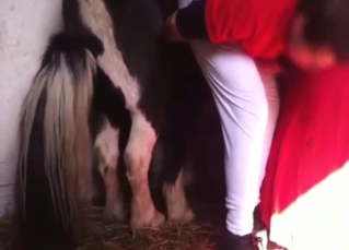 Small pony with a huge cock fucks guy from behind