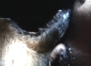 Taboo poop-based fuck scene with a slutty cow