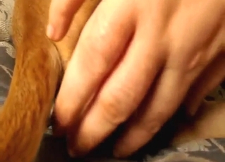 Fingering session for a slutty pitbull, it's ready