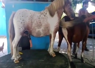 Hidden cam scene with a mare and a stallion