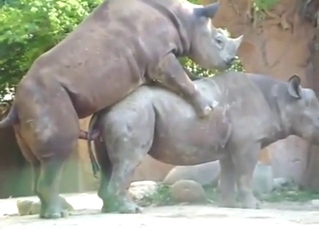 Doggystyle rhino fuck with sexy beasts outside