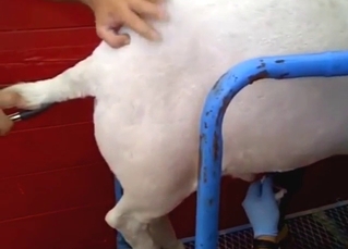 Boar porn movie with a slutty animal squealing