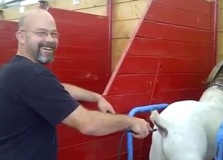 Boar porn movie with a slutty animal squealing