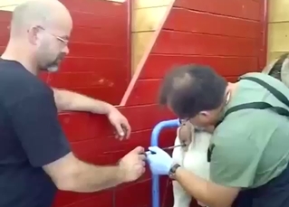 Boar porn movie with a slutty animal squealing