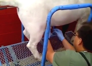 Boar porn movie with a slutty animal squealing