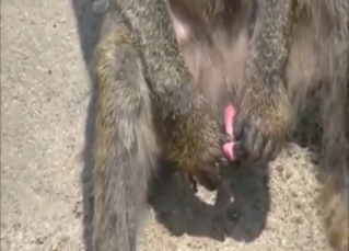 Solo monkey jerking off and orgasming as well