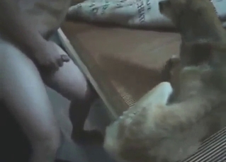 Dude has a slutty dog that he wants to power-fuck