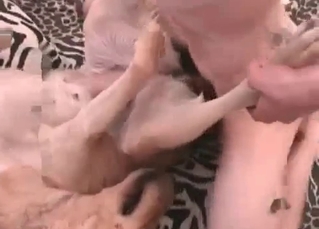 Dog nicely drilled by perverted bestiality lover