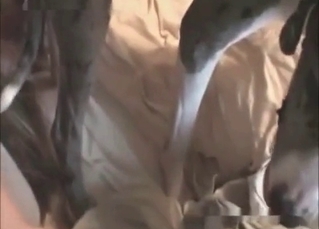 Hound in the perverted animal sex
